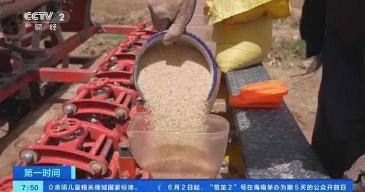 種植規模暴增116.7%！發展全產業鏈，青海都蘭藜麥變 “金麥”→