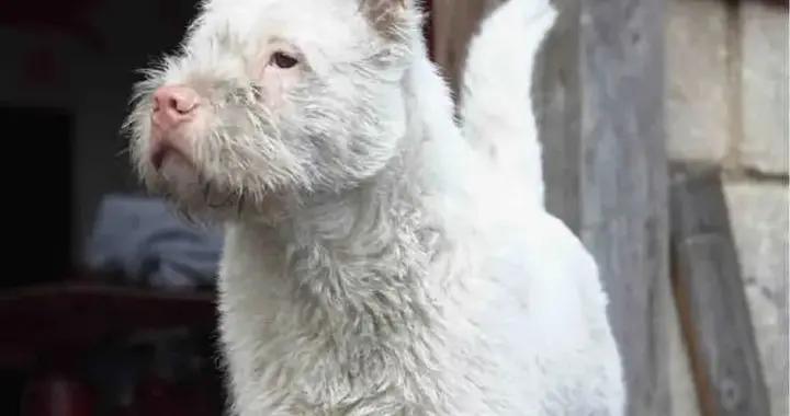 下司犬火到國外了，出自貴州省凱里市下司鎮，那裏被稱爲小上海