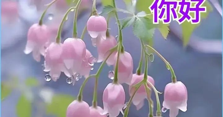 6月7日早上好最新版本今天早上好精選圖片，問候最暖，祝福最深