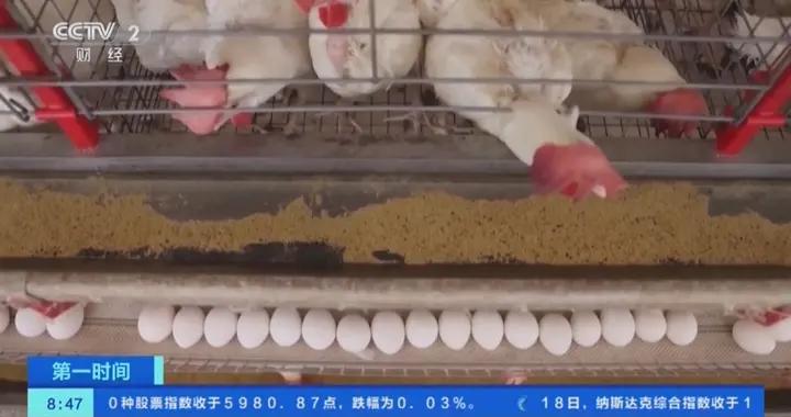 28天零新增病例！巴西宣佈本國禽流感疫情結束，擬逐步恢復雞肉出口
