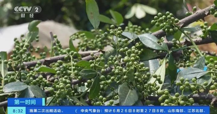 產值或達58億元！重慶53萬畝花椒開採，多措並舉保豐收