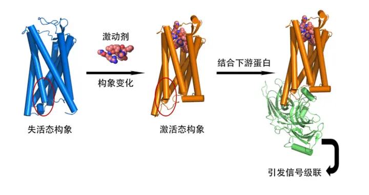 AI結構預測的邊界：AlphaFold爲何不能取代實驗結構生物學