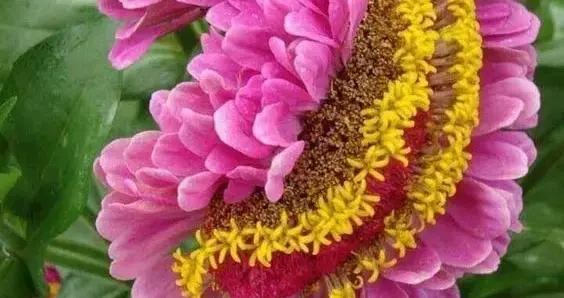 一生難得一遇的稀世奇花！