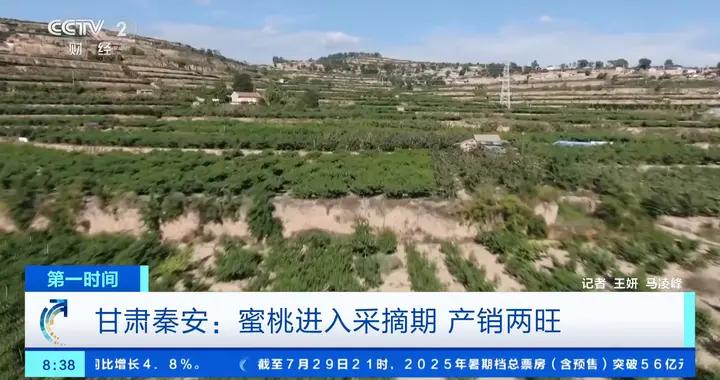 甘肅秦安萬畝蜜桃陸續成熟，進入採摘期，產銷兩旺
