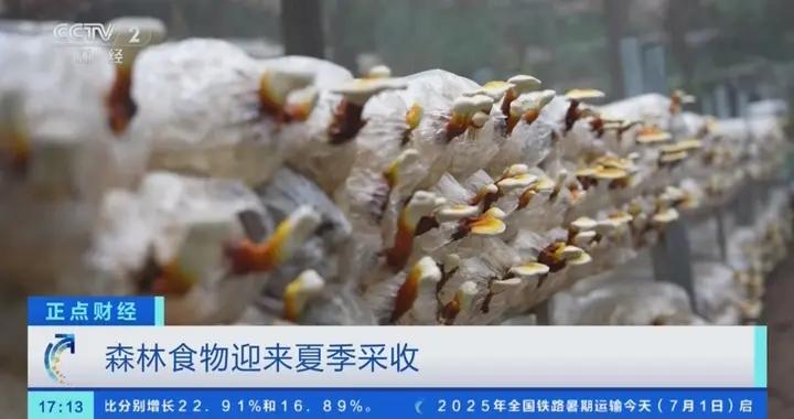 年產量超2億噸！我國多地森林食物迎來夏季採收
