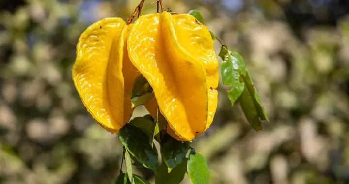 被低估的“養生果”！喫楊桃對身體的6大好處，錯過太可惜