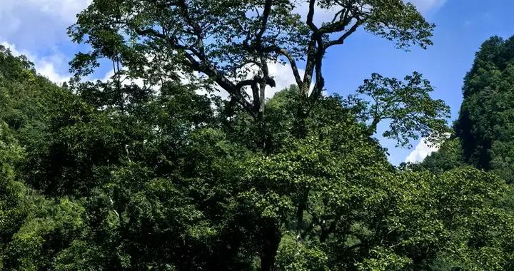 時隔70多年 廣西再次發現極度瀕危植物滇桐