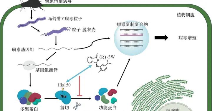 人工合成“分子剪刀”守護馬鈴薯健康 | 卓越亮點