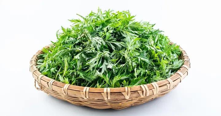 不起眼的艾葉竟藏着“健康密碼”！這些功效與作用你知道幾個？