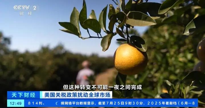 美國加徵關稅陰影下 巴西果農憂心忡忡