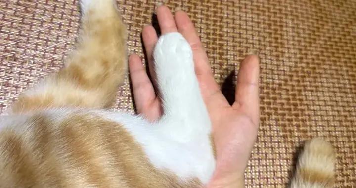 才發現貓是踮腳走路，腳丫這麼大，這樣才能後腳蹬還可以站立