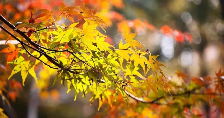 說起紅葉就知道棲霞山和天平山？江南賞秋花樣不要太多