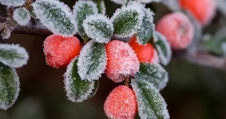 立冬前，提醒50歲後：少囤白菜大蔥，多囤4樣，冬天不愁沒好菜喫