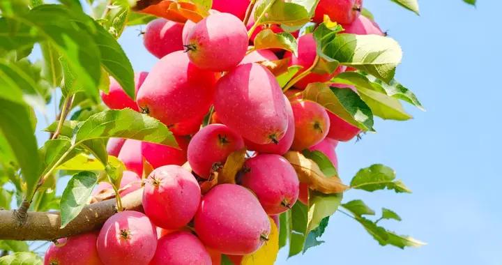 喫蘋果減肥別盲目，掌握最佳時間和搭配，健康瘦身不反彈