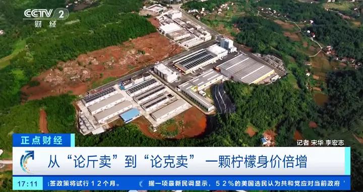 從“論斤賣”到“論克賣”，安嶽檸檬，身價倍增！