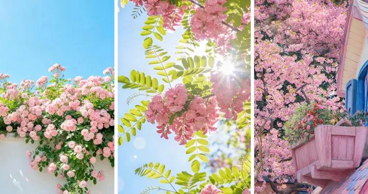 【壁紙】獨愛這春光明媚