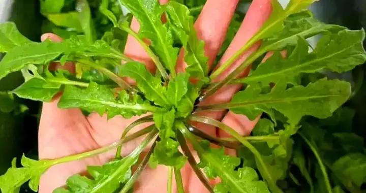 初春挖野菜攻略，4種時令野菜該喫了，出去玩優先挖，鮮嫩又天然