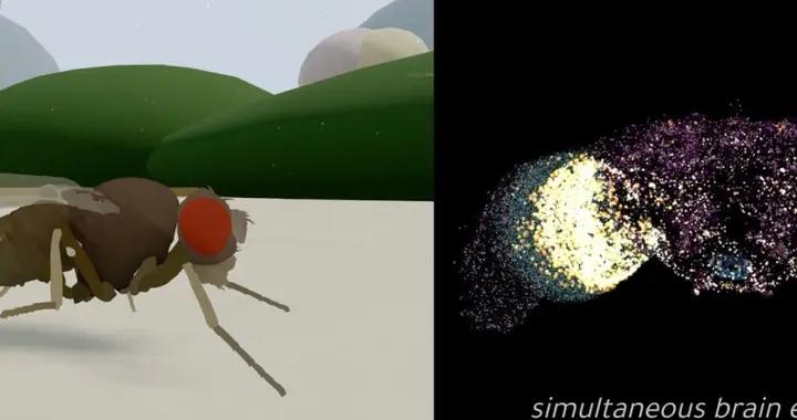 果蠅大腦被完整“上傳”並驅動虛擬身體，全腦仿真進入具身時代