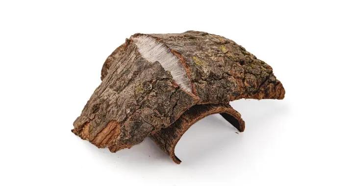 桑樹皮怎麼用才安全？正確方法+注意事項，一篇說清楚