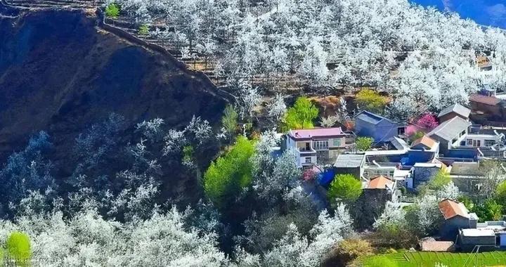 川西高原百萬株梨花，進入觀賞期，錯過就要等一年