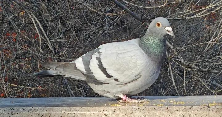 喂鴿子時聊天，談到30歲前發達瞭如今卻一言難盡，上去容易下來難