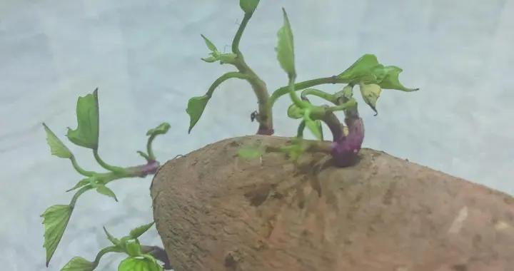 別再扔了！地瓜長芽不是毒，這樣處理安全喫，附儲存技巧