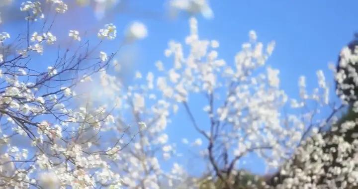 自貢大安區：三多寨梨花如雪映古寨 百年傳承綻新顏