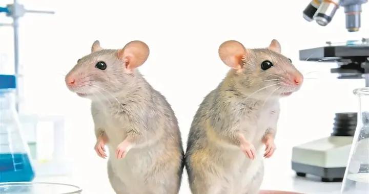 哺乳動物克隆可以無限繼續嗎？20年實驗給出答案