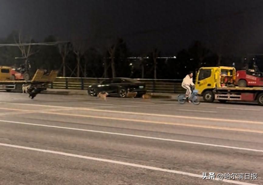 北京海淀一地現大批流浪狗追咬騎行者，目擊者：二三十隻，分兩個狗羣，每天都聚集；當地綜治辦：今晚開展聯合執法，會持續跟進