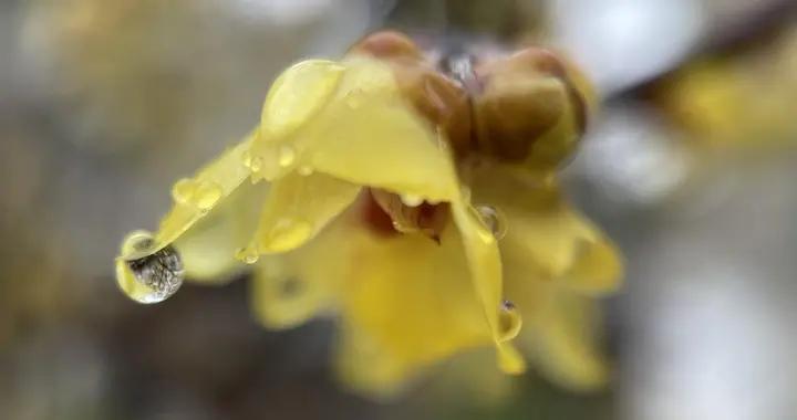 冬季喝臘梅花水太合適！疏肝潤燥又開胃，這些知識要知道