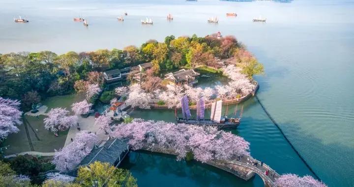 萬畝櫻花即將盛放！這座城市，藏着江南最甜的春天