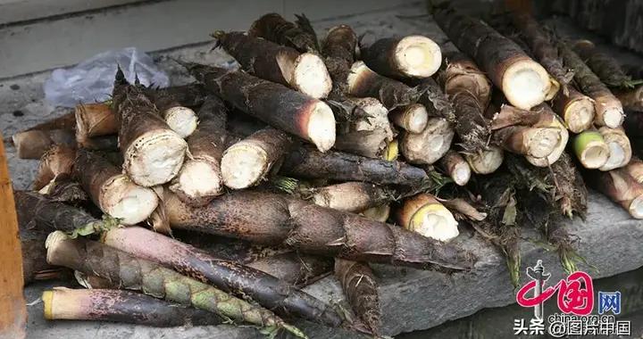 春分丨六種春菜最養生