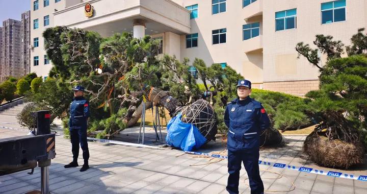 廣東海警局查獲一起走私松樹案 案值約610萬