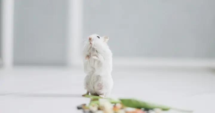 小鼠實驗有效的藥物進入臨牀就失效？答案可能在它們的食盒裏