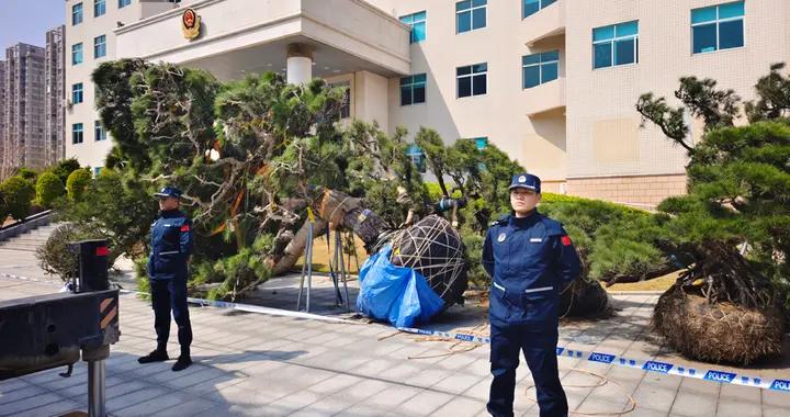 案值約610萬！廣東海警局查獲一起走私松樹案