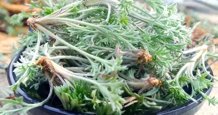 清明節前，這菜抓緊喫！比薺菜嫩比香椿鮮，好喫又營養， 不要錯過