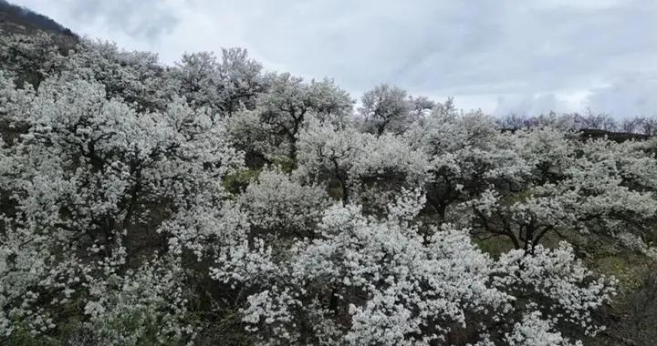 四川漢源：百年梨樹綴山野，花開如雪引客來！