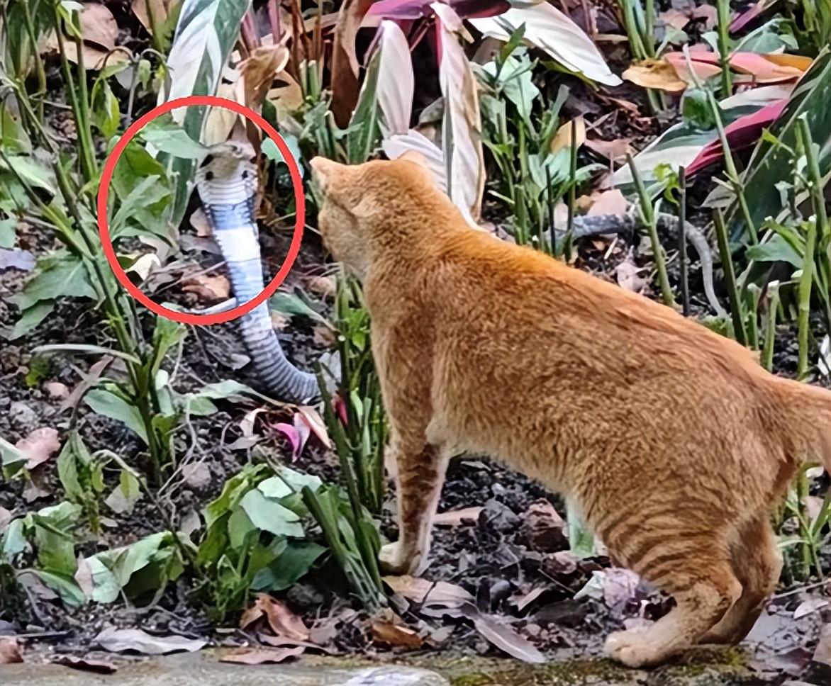 廣州一市民在公園散步時遇眼鏡蛇，旁邊一貓咪挺身而出擊退毒蛇，網友：絕世好咪！