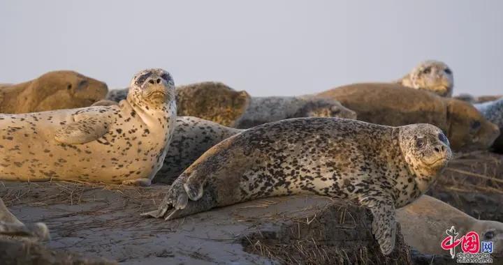 超800只野生斑海豹現身遼東灣
