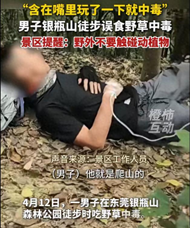 “含在嘴裏玩了一下就中毒"，男子銀瓶山徒步誤食野草中毒，景區提醒：野外不要觸碰動植物