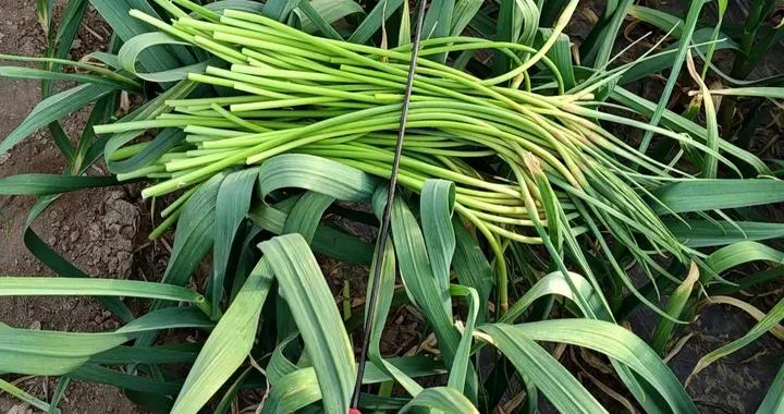 蘇魯豫皖提蒜薹的農忙季到了，還有專門的工具，南北方稱呼有差異