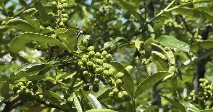 4月香椿榆錢靠邊站，別錯過“玫瑰菜”，一養肝，二消炎，三驅寒