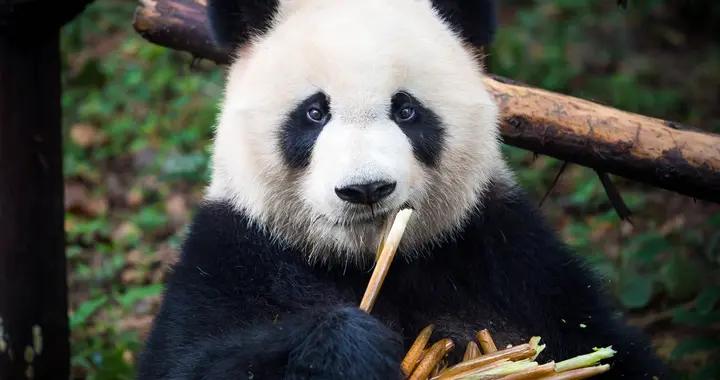 韓國向中國求租大熊貓，中國官方有五大原則