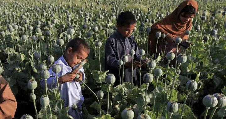 “毒窩”金三角毒品危害這麼大，爲何各國不派兵剿滅？有3個難題