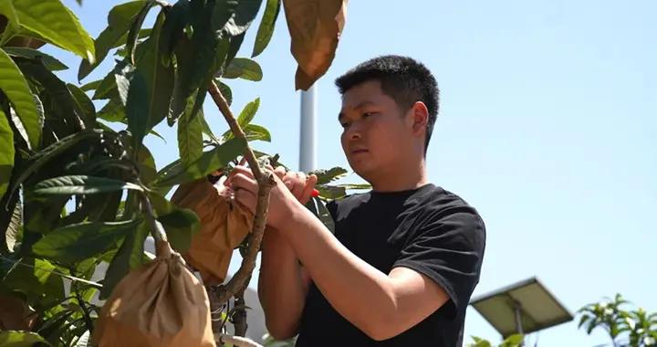 四川漢源：枇杷滿枝迎豐收，漢源佳果銷全國！