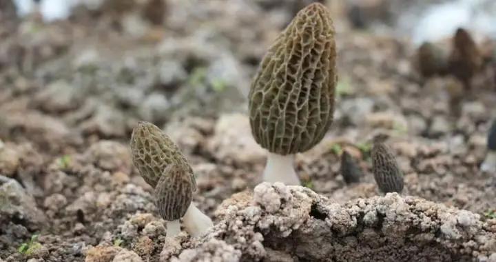 南充嘉陵270餘畝羊肚菌豐收 特色產業鋪就鄉村振興“致富路”