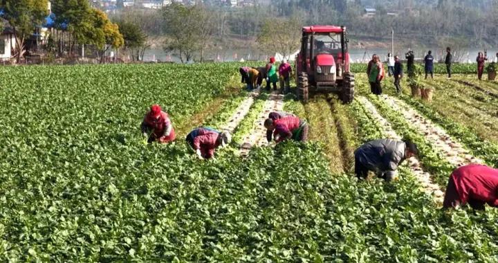 四川渠縣：沙地蘿蔔“乘”冷鏈出海 端上日韓餐桌