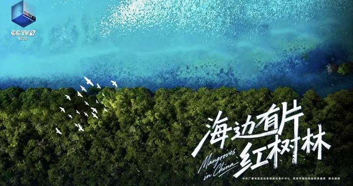 紀錄片《海邊有片紅樹林》世界溼地日開播——縱穿中國海岸線，探訪從未見過的“海上森林”