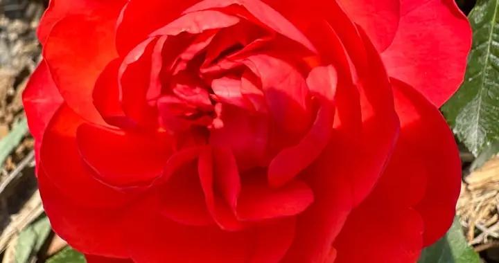 分享圖片，一組漂亮迷人的月季花，人見人愛，花見花開，智己LS6