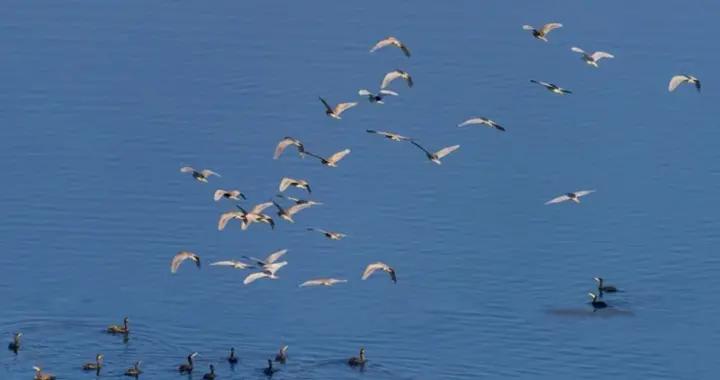 候鳥翩躚而至 攀枝花西區迎來“過冬朋友”